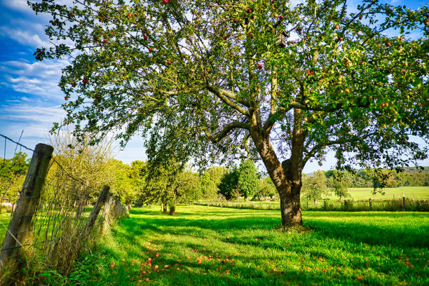 Garden Landscape Blossoms