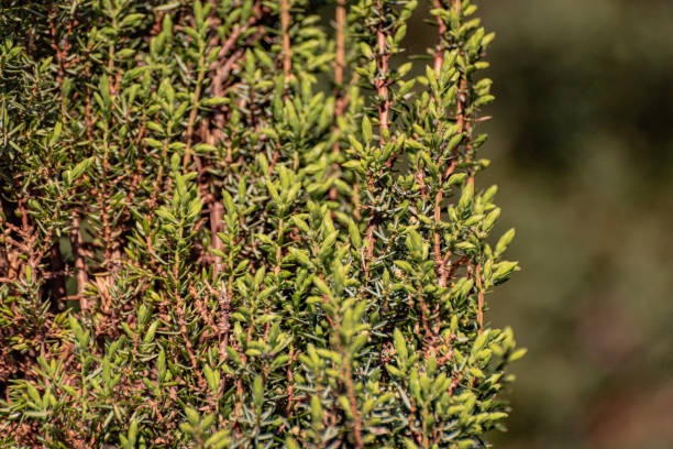 istock Common myrtle in the spring garden 2162118237