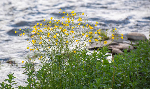 istock Blooming buttercup flowers near a mountain river 2162118269