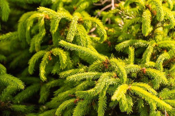 New shoots of coniferous trees