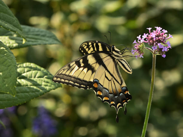 Female eastern tiger swallowtail butterfly on a flower in a Connecticut garden, summer