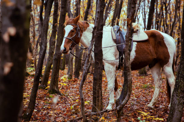 White and brown horse in the forest