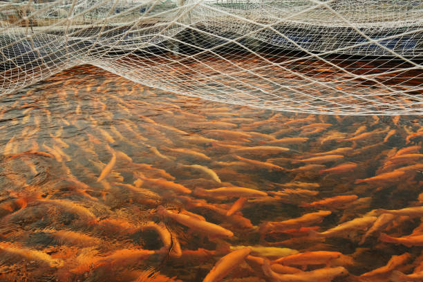 Fishing net with fishes coming out of the water. Freshly caught fishes. Fishing industry. XXXL (Canon Eos 1Ds Mark III)
