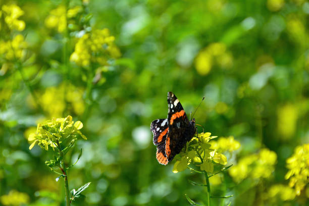 istock A butterfly sits on yellow flowers 2162124173