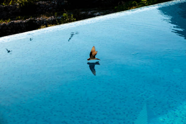 Croatia, 2023 - Western House Martin skims an infinity pool to take a drink