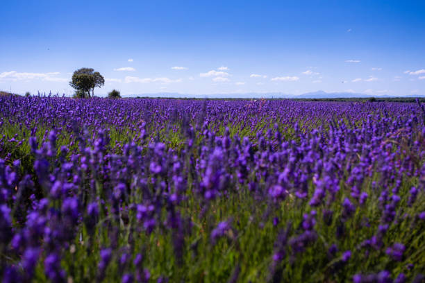 Lavender Fields of Brihuega, Spain.