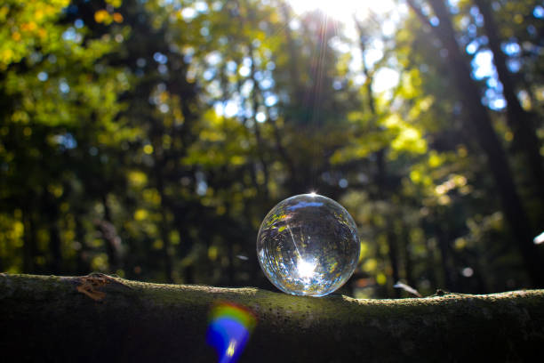 Glass ball lies on a branch in nature, with reflections of a green forest and sunlight  in the glass