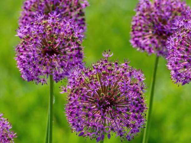 istock Purple flower background with petals. Garlic flower. Selective focus. 2162125346