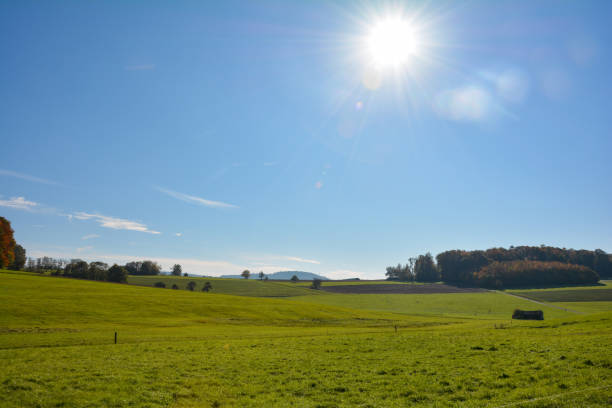 Landscape with green meadow , blue sky and  trees