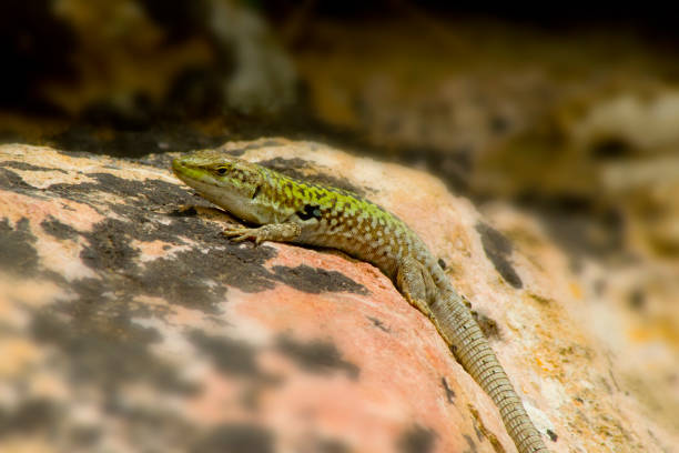 A Grenada Tree Anole close up in the undergrowth of a bush