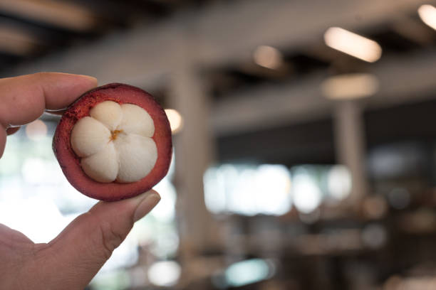 Hand holding peeled mangosteen fruit