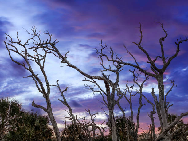 Sunrise on Driftwood Beach in Jekyll Island, Georgia. Often described as one of the most beautiful beaches in the world, Driftwood Beach is littered with fallen trees which gather by the surf as erosion takes place on Jekyll Island.