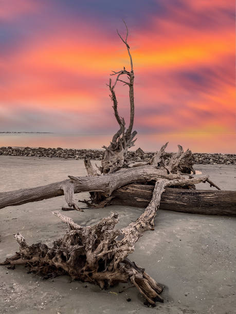 istock Sunrise at Driftwood Beach, Jekyll Island 2162128063