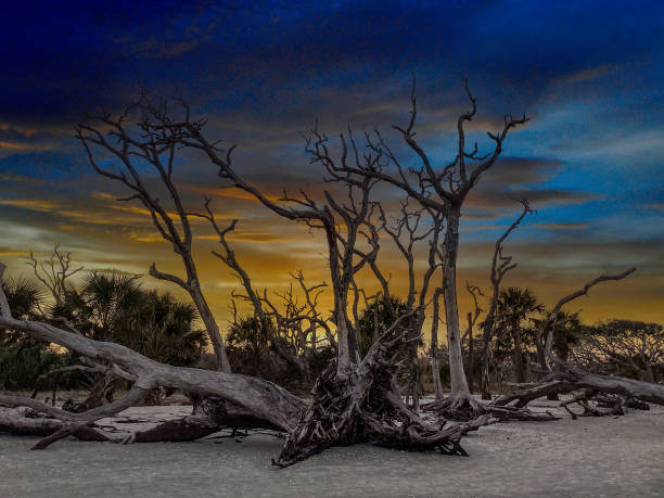 istock Sunrise at Driftwood Beach, Jekyll Island 2162128071