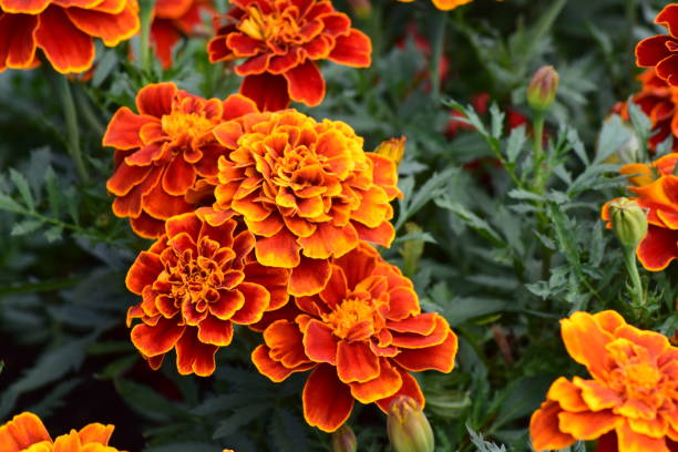 istock orange marigold flowerbed 2162128832