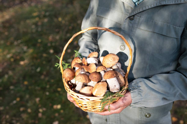 istock Cep or Boletus Mushroom growing on lush green moss in a forest, low angle view 2162129690