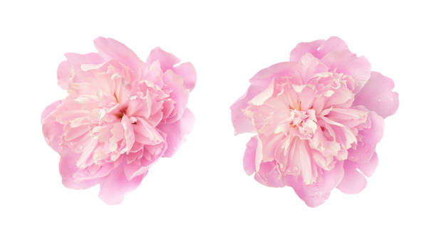 istock Set of pink peony flowers isolated 2162129805