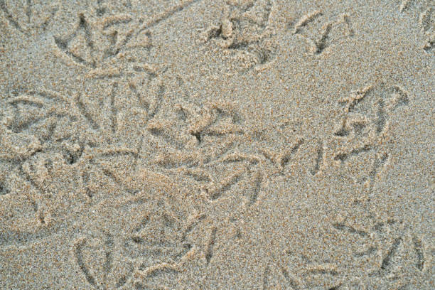 Bird prints in wet sand on a coast