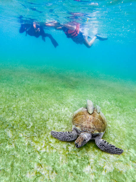 The hawksbill sea turtle (Eretmochelys imbricata) and a female diver at the archipelago of Fernando de Noronha, Pernambuco state - Brazil