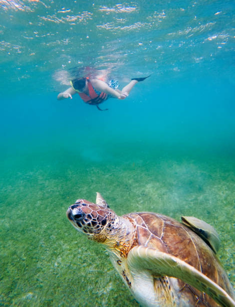 istock Snorkeling with sea turtles 2162130476
