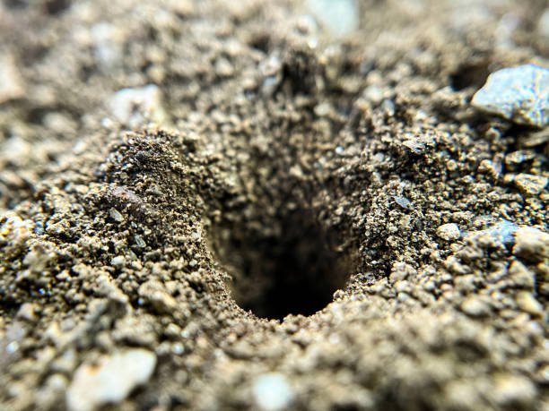Ant nest