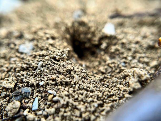 istock Ant hole dug in the soil 2162131501