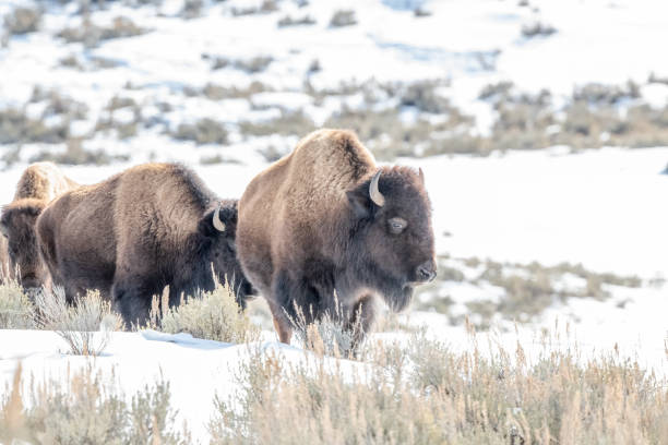 istock Bison or buffalo pushing through deep snow in Yellowstone National Park 2162131851