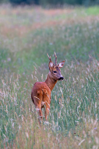 Young deer walking in a meadow