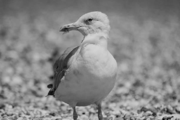 Close up of a Herring gull - black and white photograph