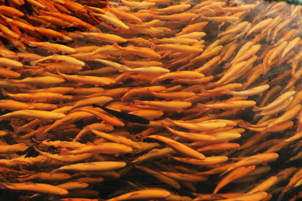 A large group of amber trout fish swimming in a netted aquaculture or fish farming enclosure.