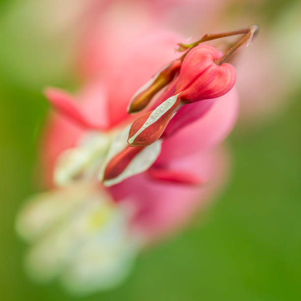 Flower Heart of Mary