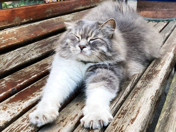 a fluffy cat stretches on a bench