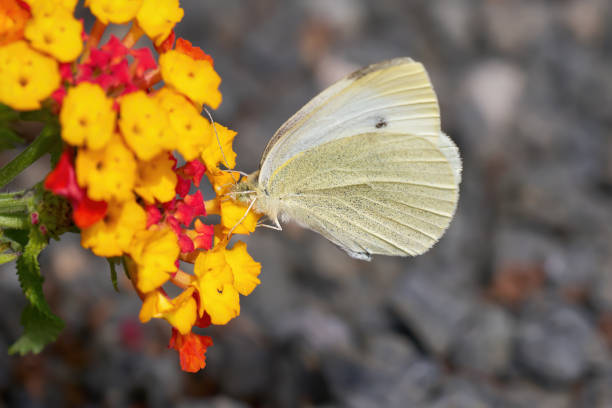 Small White (Pieris rapae) butterfly on yellow red Common Lantana (Lantana camara) in Arrecife, Lanzarote