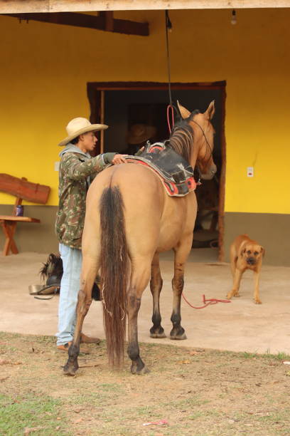 cowboy on horseback taking care of cattle