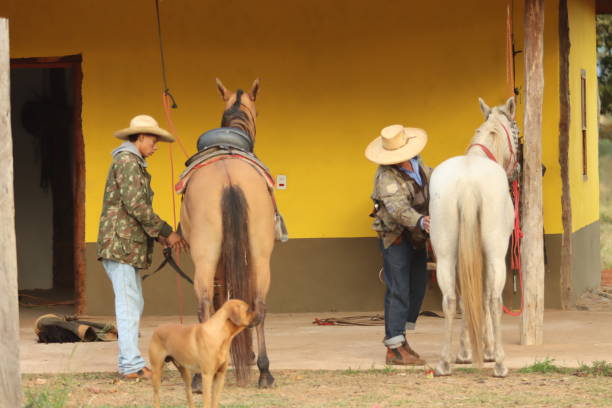 istock cowboy taking care of cattle 2162136990