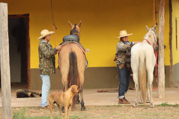 cowboy on horseback taking care of cattle