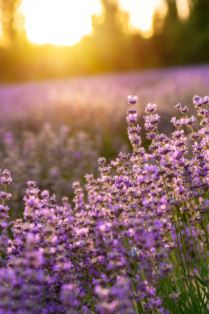 istock Blooming violet fragrant lavender flower fields at sunset 2162137775