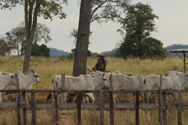 cowboy on horseback taking care of cattle