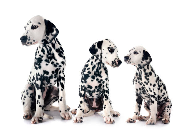 istock puppies dalmatians in studio 2162137883