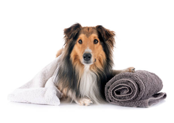 istock Shetland Sheepdog and wellbeing in studio 2162137918