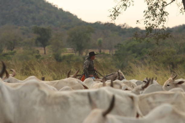 cowboy on horseback taking care of cattle