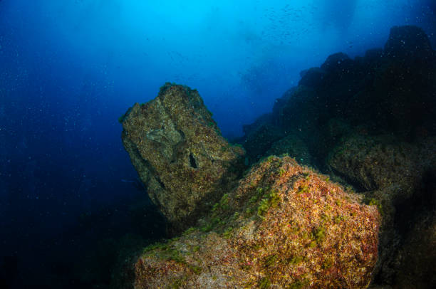 istock Diving in a Biotope of Torredembarra, Tarragona 2162138149