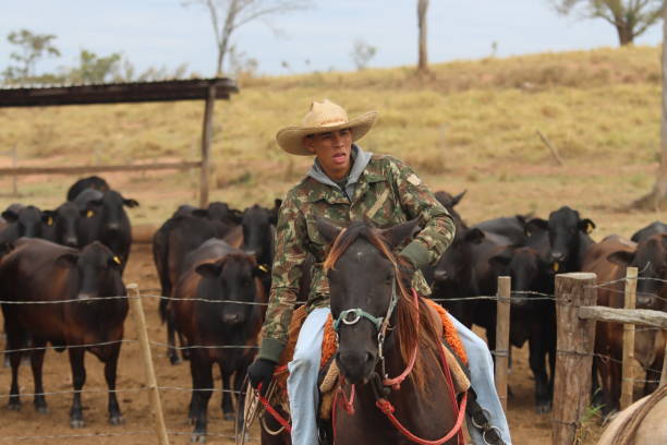 istock cowboy taking care of cattle 2162138487