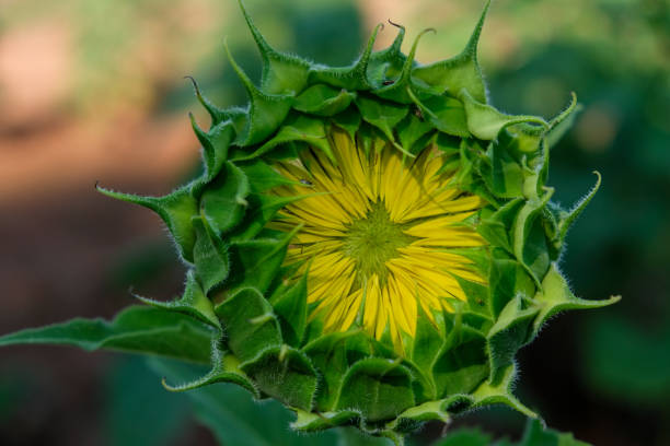 istock Sunflower bud on the vberge of opening 2162138521