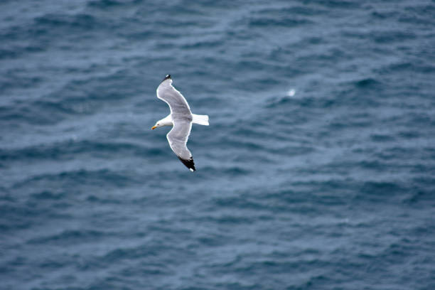 A graceful seagull soars effortlessly against the clear blue sky over the Cíes Islands in Galicia, Spain. This captivating image captures the essence of freedom and the natural beauty of these pristine islands