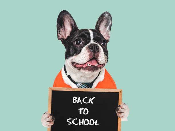 istock Back to school. Cute puppy and black board 2162139139
