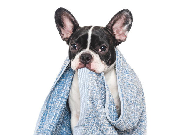 istock Cute puppy and blue towel. Studio shot 2162139226