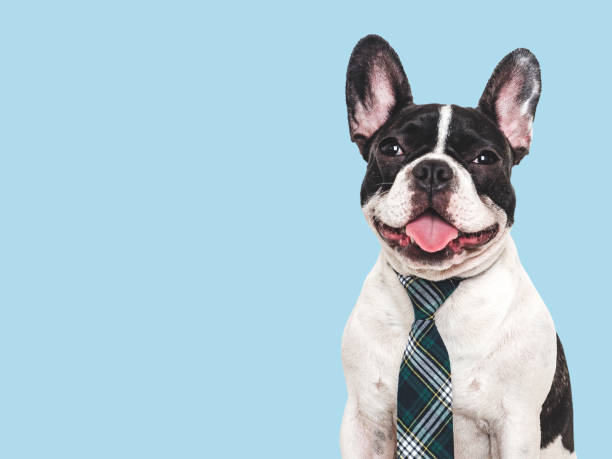 istock Cute puppy and stylish tie. Studio shot 2162139239