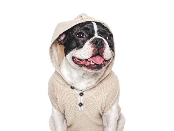 istock Cute puppy and stylish t-shirt. Studio shot 2162139245