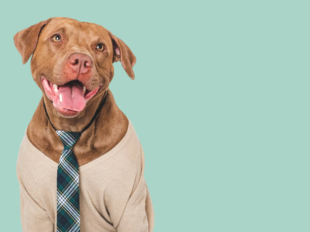 istock Cute dog, glasses and stylish tie. Studio shot 2162139272